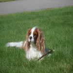 Brody