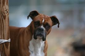 Boxer