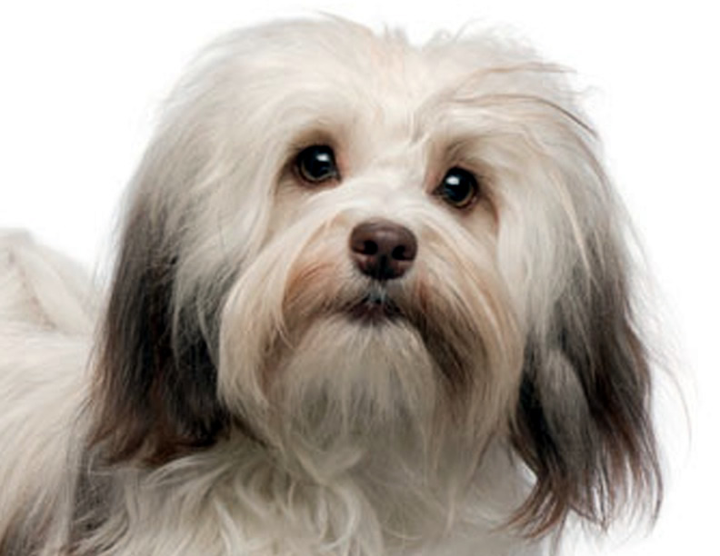 Havanese